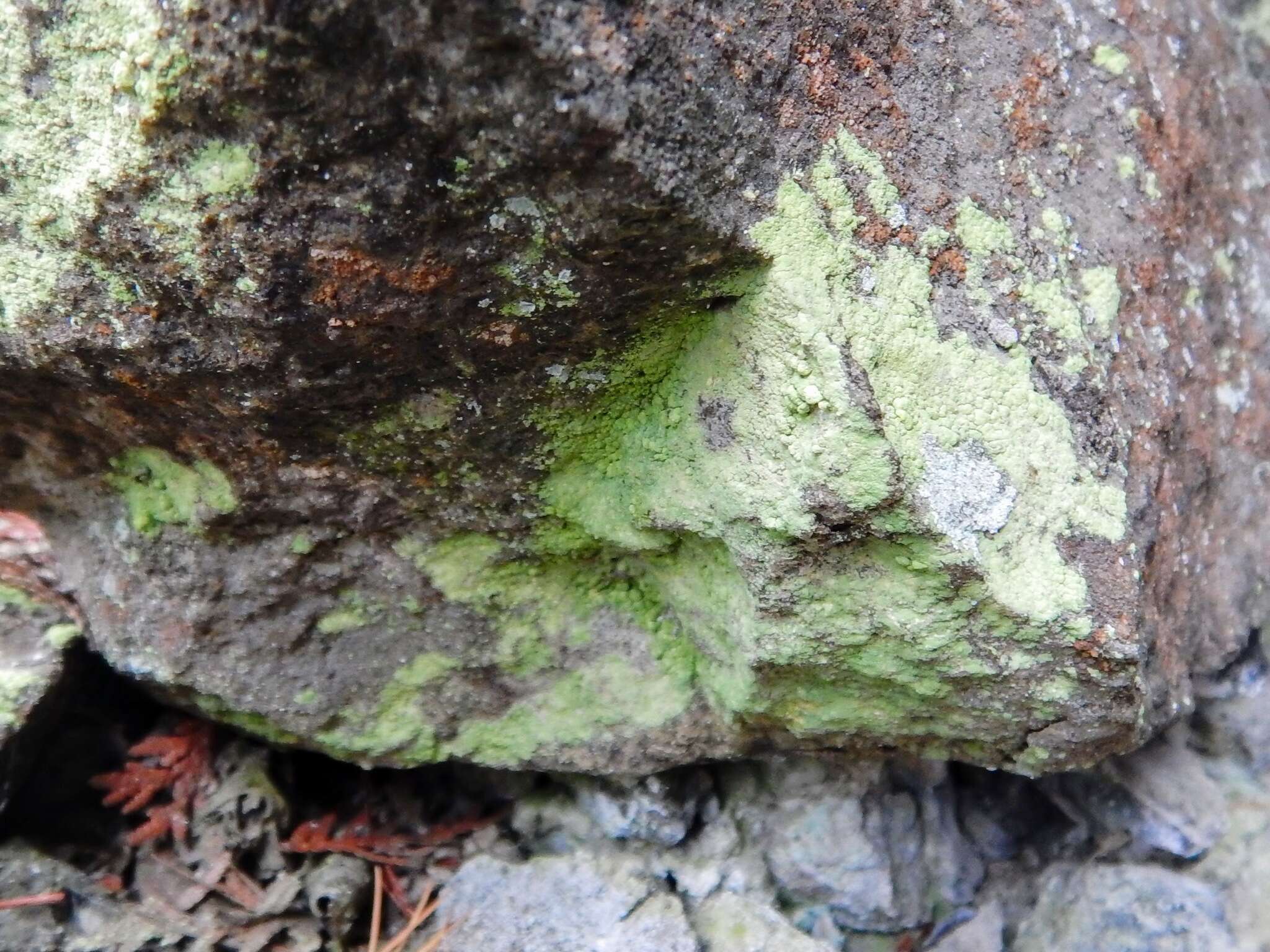 Image of Sulphur dust lichen