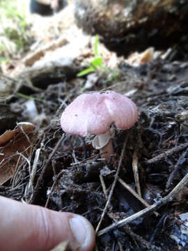 Image of Lepiota decorata Zeller 1929