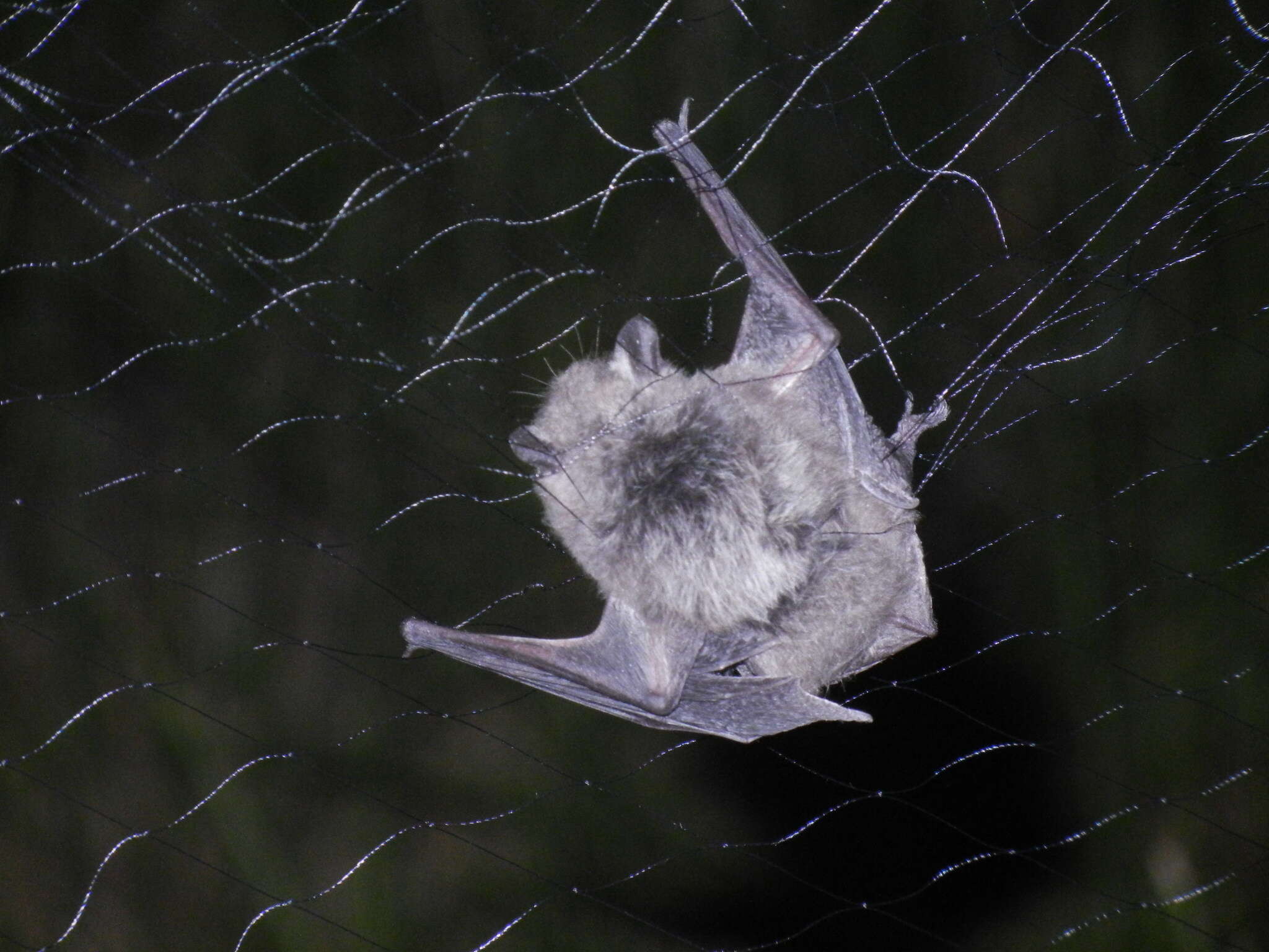 Image de Myotis chiloensis (Waterhouse 1840)