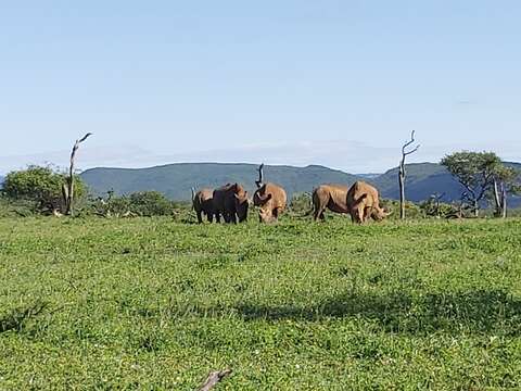 Image of White Rhinoceros