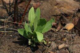 Image of Dichapetalum cymosum (Hook.) Engl.