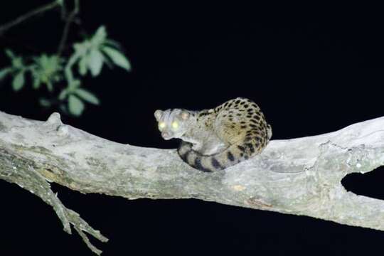 Image of African palm civets