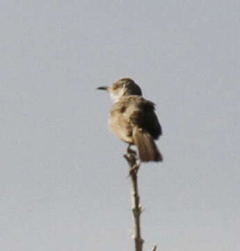 Toxostoma bendirei (Coues 1873)的圖片