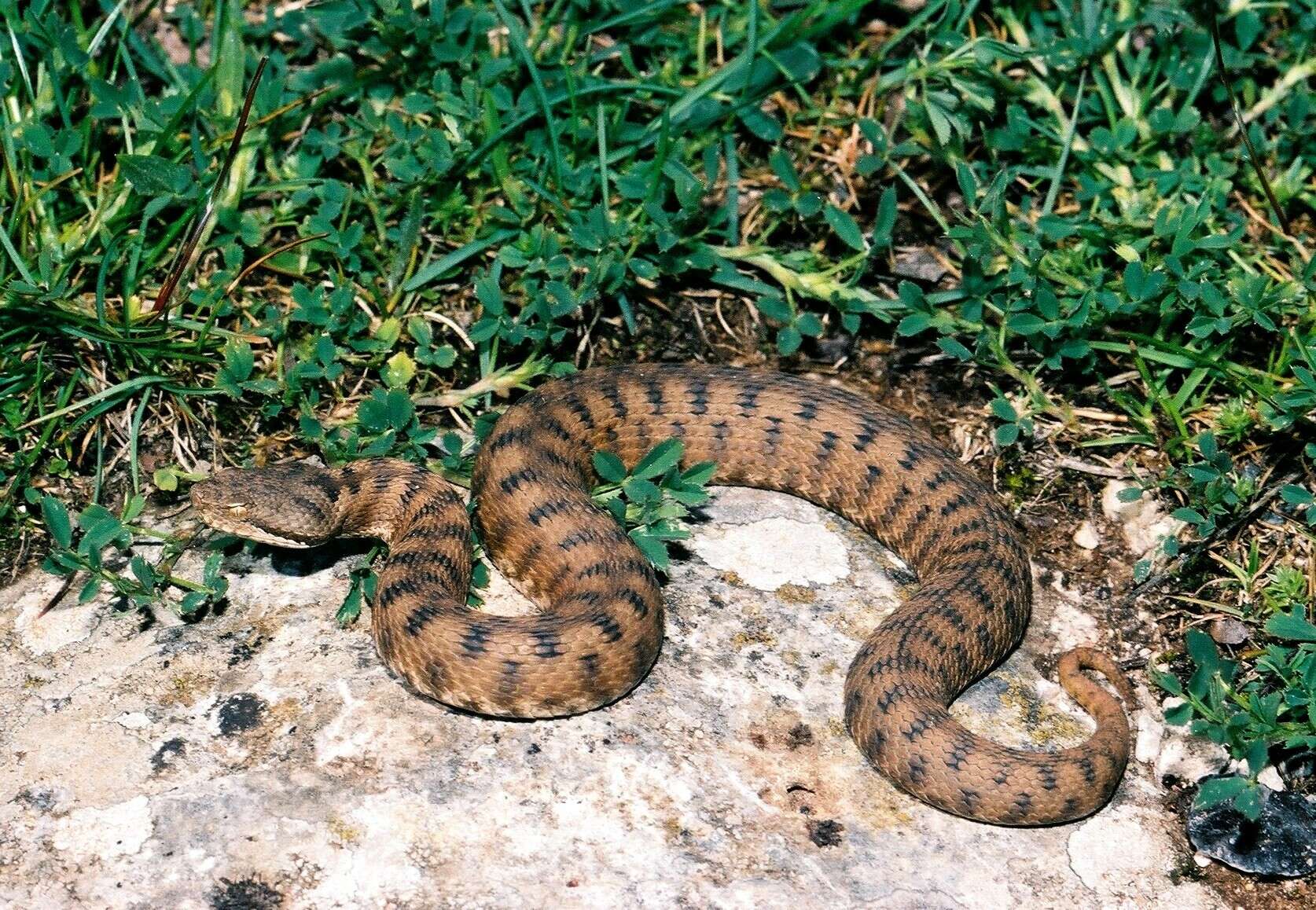 صورة Vipera aspis zinnikeri Kramer 1958