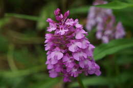 Image of Anacamptis pyramidalis var. pyramidalis