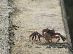 Image of brown land crab