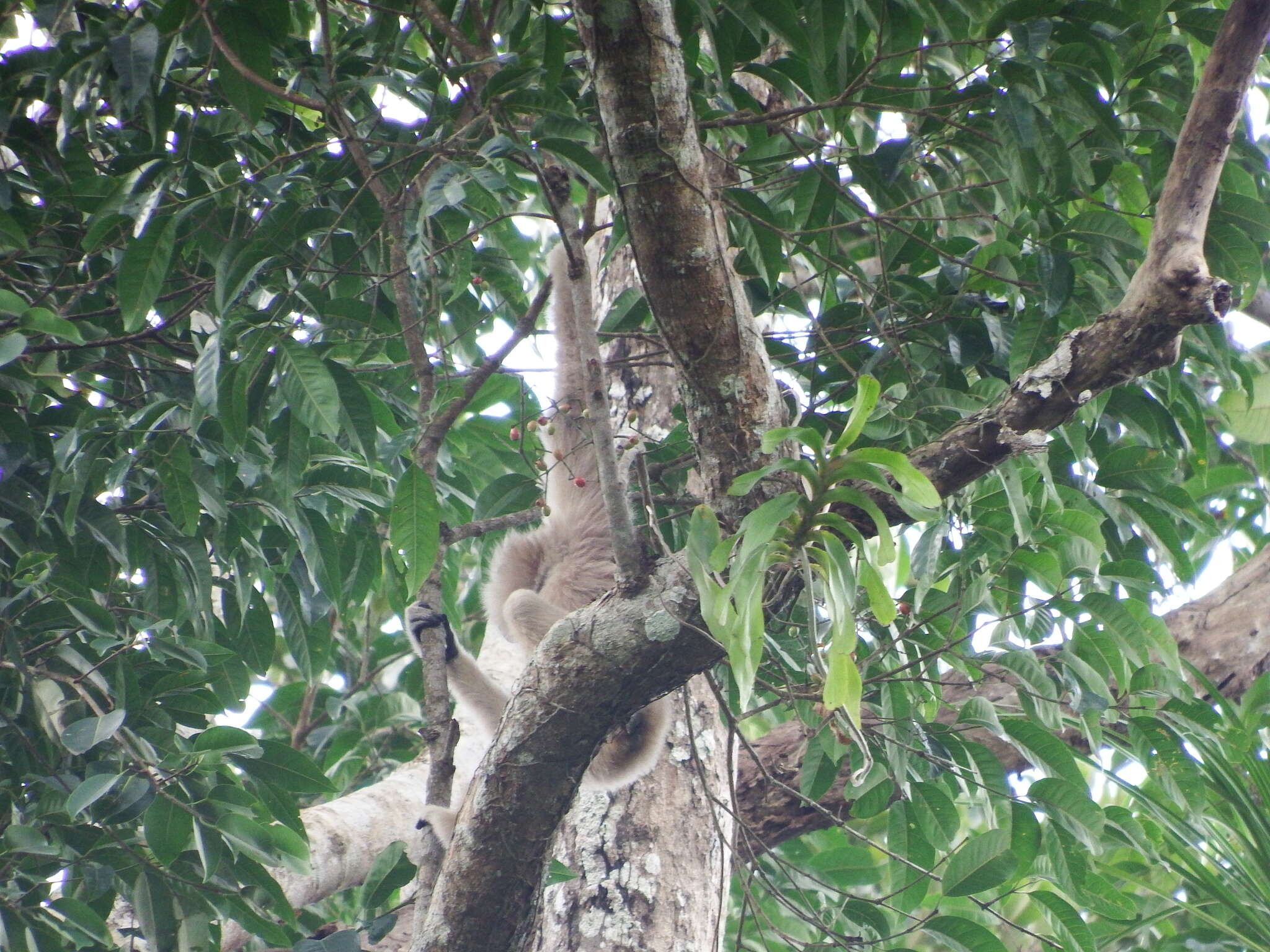 Image of Capped Gibbon