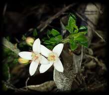 Image de Cyanothamnus nanus var. pubescens