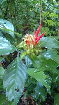 Image of Aphelandra wendtii T. F. Daniel