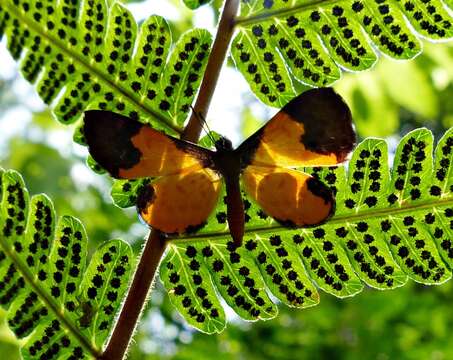 صورة Adelotypa bolena (Butler (1867))