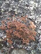 Image of fragile ball lichen