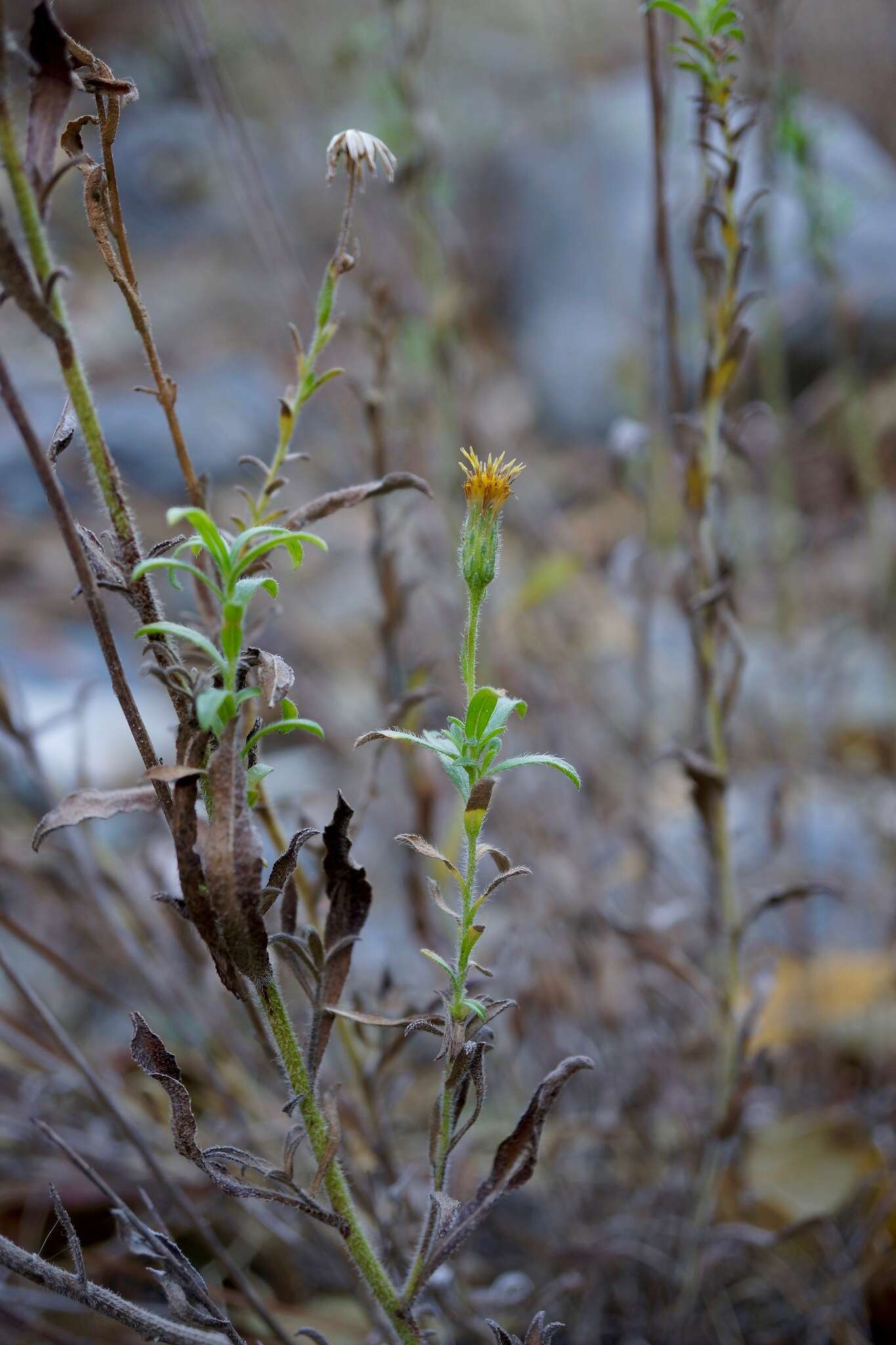 Image of Oregon False Golden-Aster