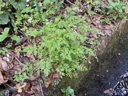 Слика од Daucus elegans (Webb ex Bolle) Spalik, Banasiak & Reduron