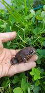 Image of Giant Banjo Frog