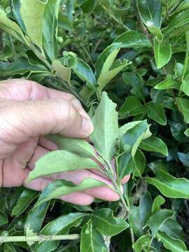 Image of Euonymus spraguei Hayata