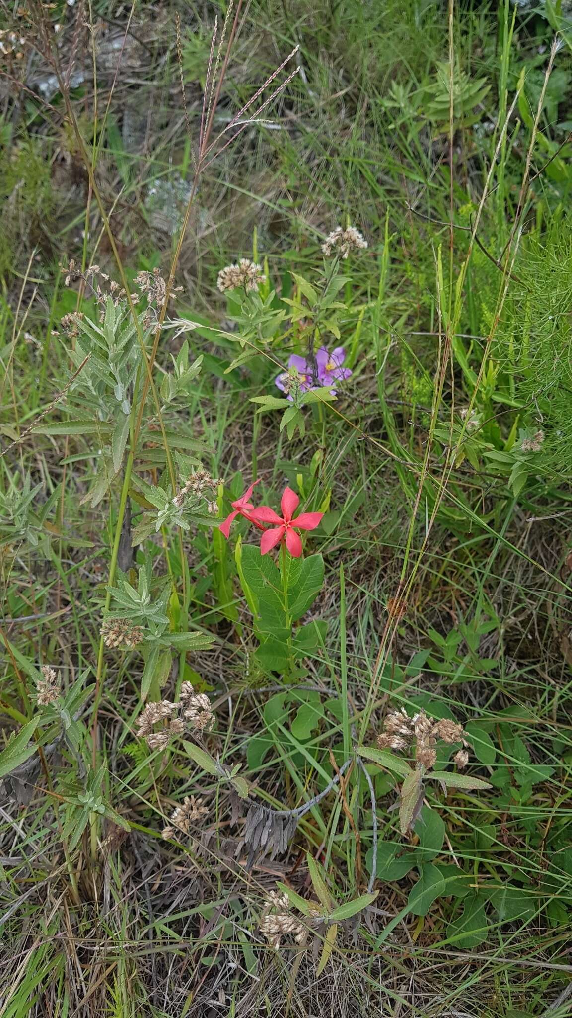 Image of Mandevilla coccinea (Hook. & Arn.) R. E. Woodson