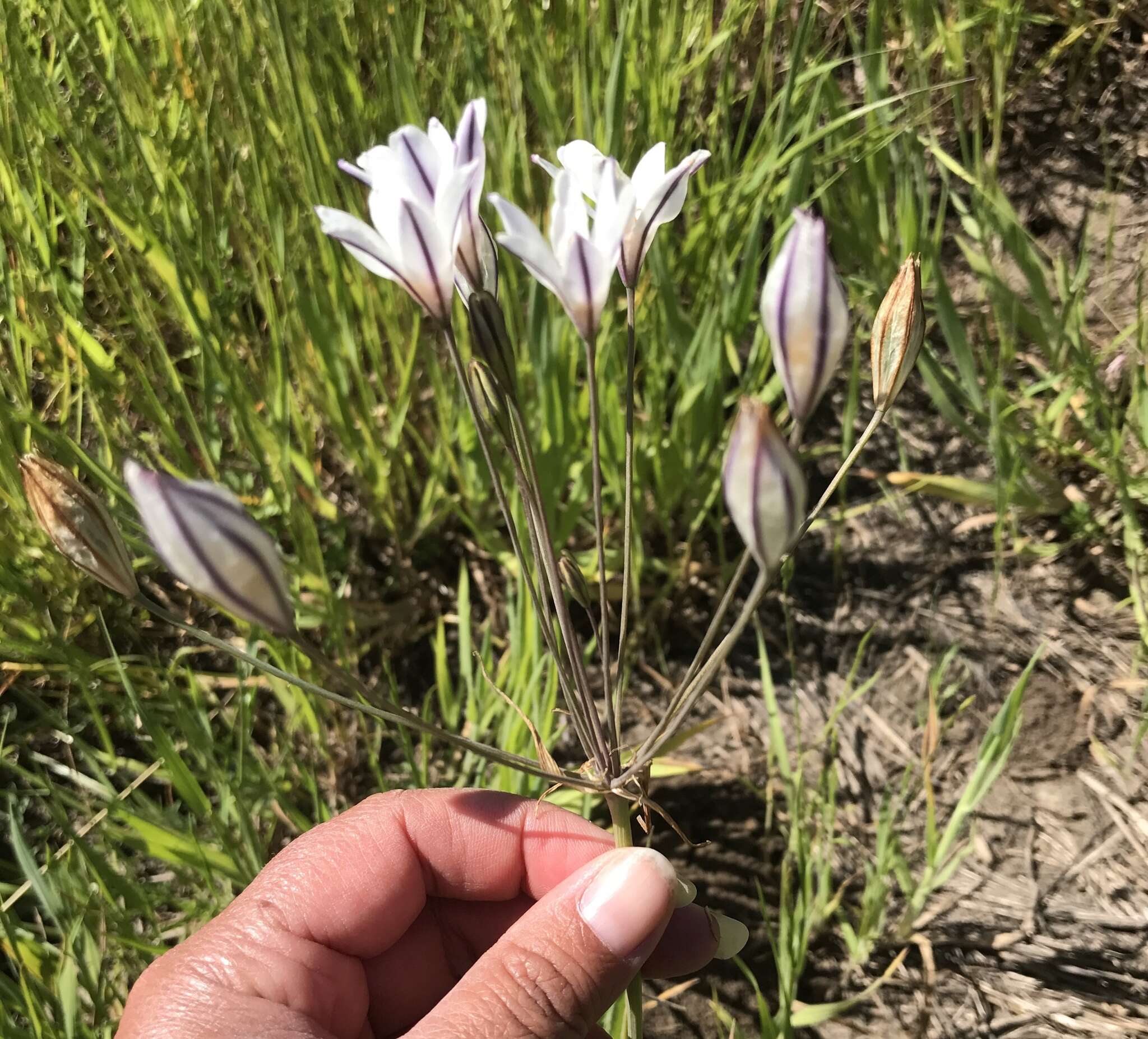 Image of long-ray brodiaea