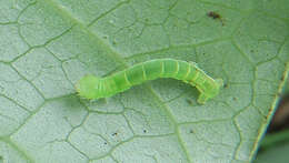 Image of Kawakawa looper moth