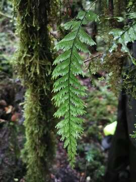 Image of Hymenophyllum pectinatum Cav.