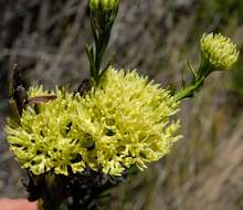 Image of Thesium umbelliferum A. W. Hill