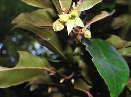 Image of Elaeagnus loureiroi Champ. ex Benth.