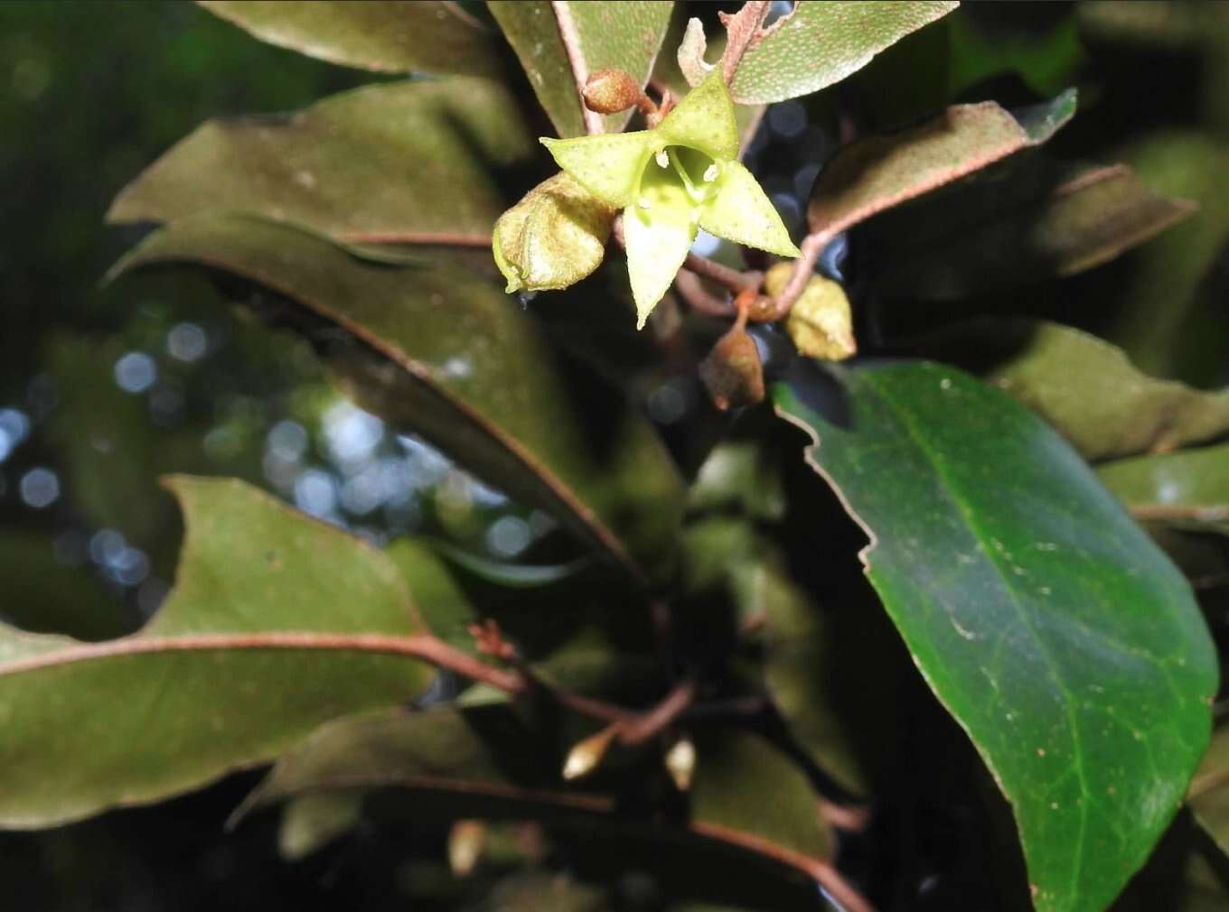 Image of Elaeagnus loureiroi Champ. ex Benth.