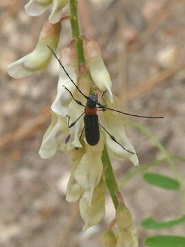 Imagem de Vicia pulchella Kunth