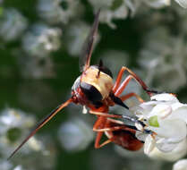 Sivun Physoconops fronto (Williston 1885) kuva