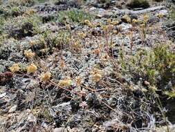 Image of Ruby Mountain buckwheat