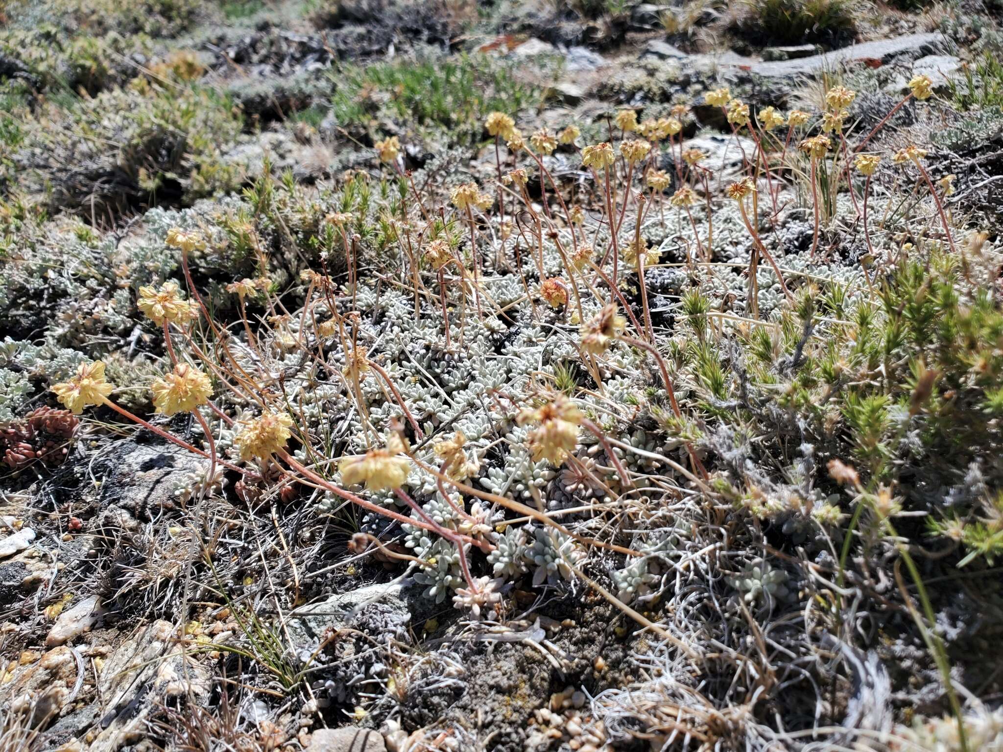 Image of Ruby Mountain buckwheat