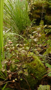 Image of Nothofagus truncata (Colenso) Cockayne