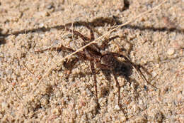 Image of Pardosa lugubris (Walckenaer 1802)