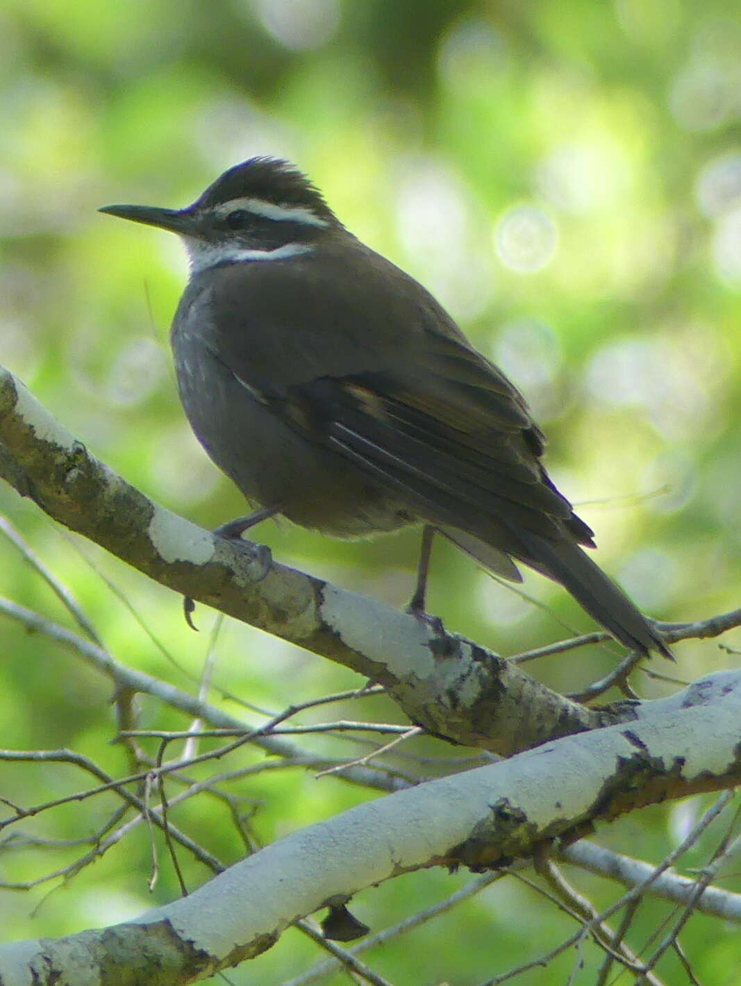 Image of Bar-winged cinclodes