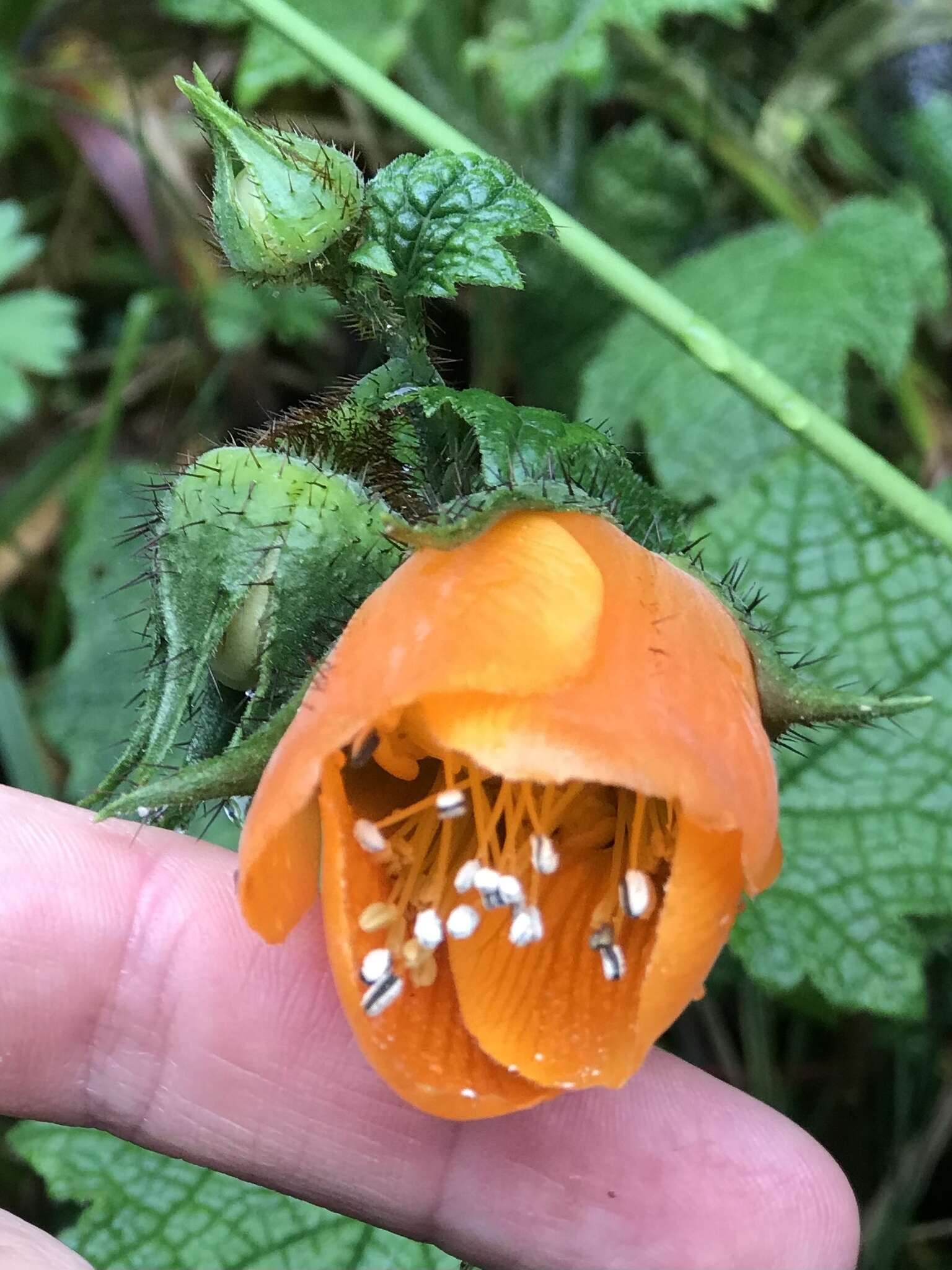 Nasa grandiflora (Lam.) Weigend resmi