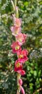 Imagem de Gladiolus appendiculatus G. J. Lewis