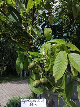 Ophiognomonia leptostyla (Fr.) Sogonov 2008的圖片