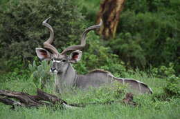 Image of Tragelaphus strepsiceros chora (Cretzschmar 1826)