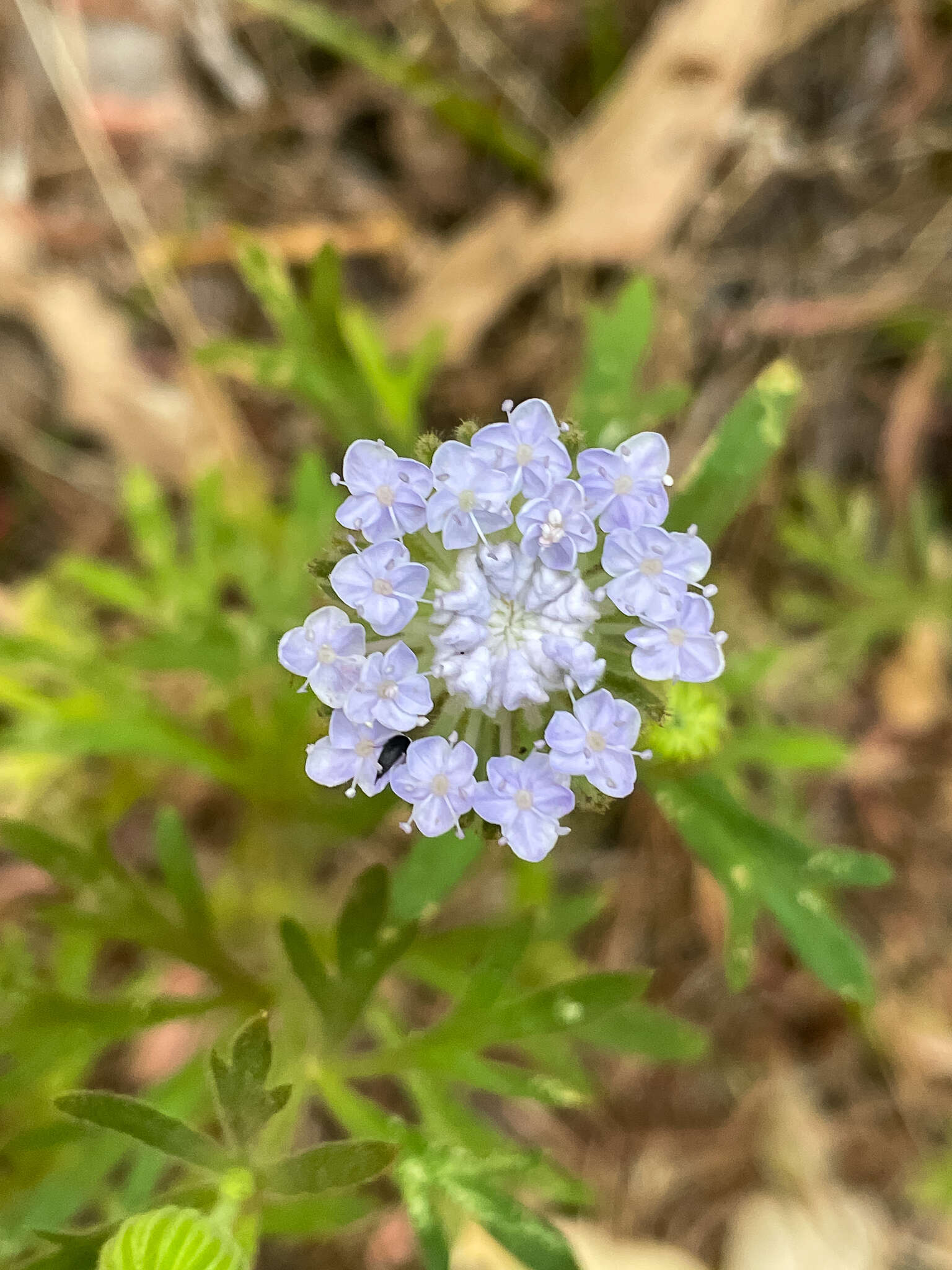 Image of Trachymene coerulea R. Grah.