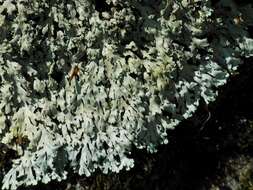 Image of shield lichen