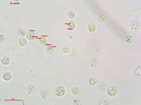 Image of Clitocybula oculus (Peck) Singer 1962