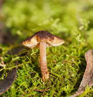 Image of Inocybe fibrillosibrunnea O. K. Mill. & R. N. Hilton 1987