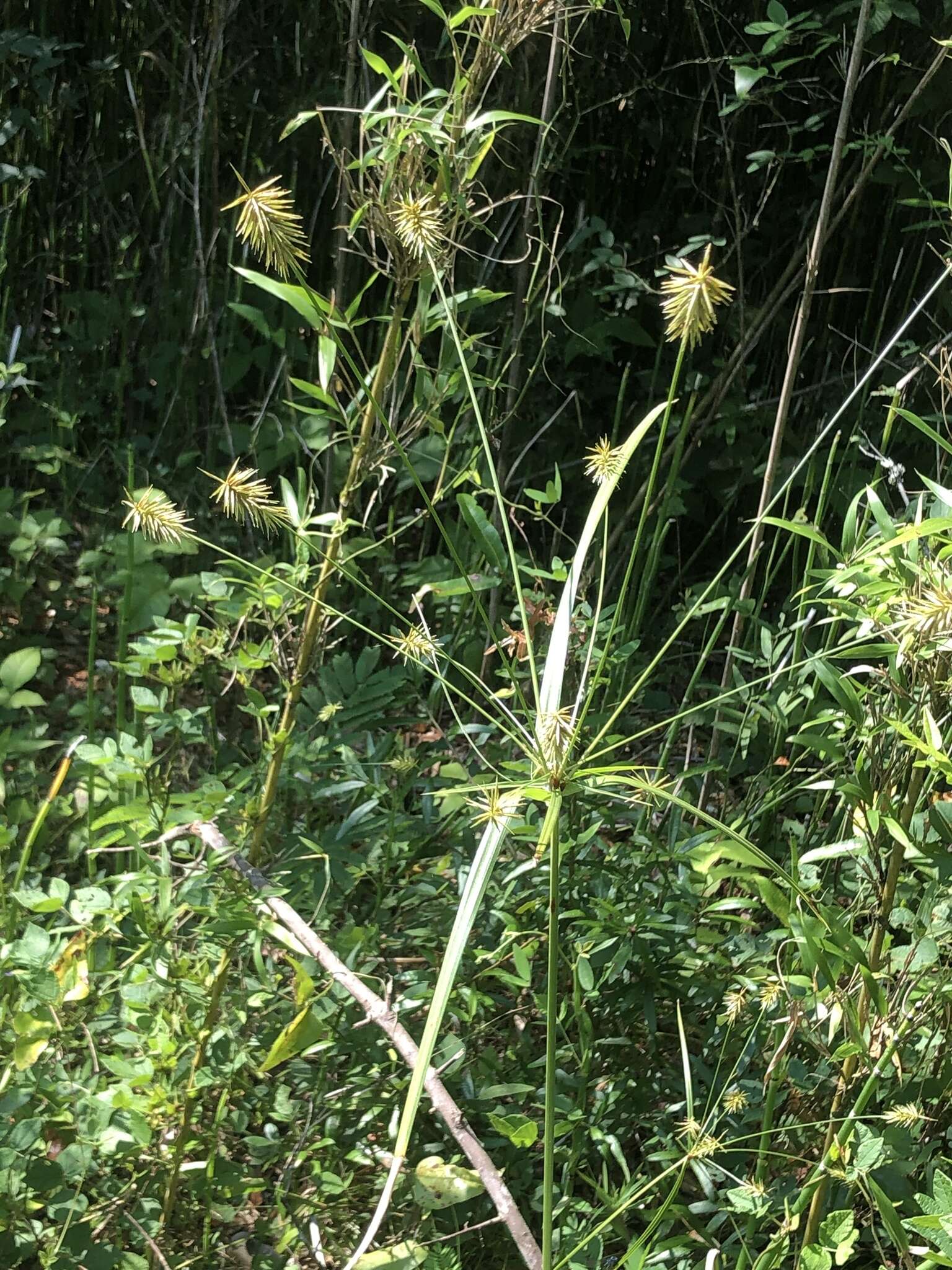 Image of Rough Flat Sedge