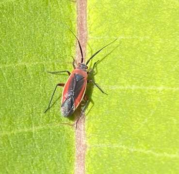 Image of Lopidea instabilis (Reuter 1909)