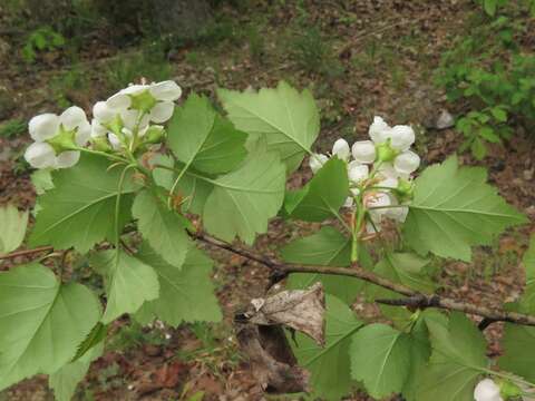 Слика од Crataegus pruinosa var. gattingeri (Ashe) Lance