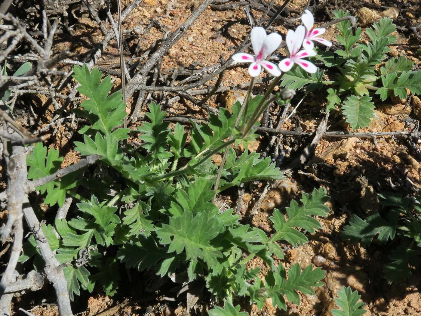 Image of Pelargonium pulchellum Sims