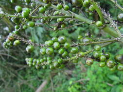 Image of Cordyline sellowiana Kunth