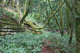 Image of Ilex colchica Pojark.