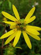 Image de Silphium asteriscus var. dentatum (Ell.) Chapman