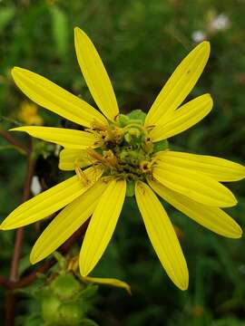 Image of starry rosinweed