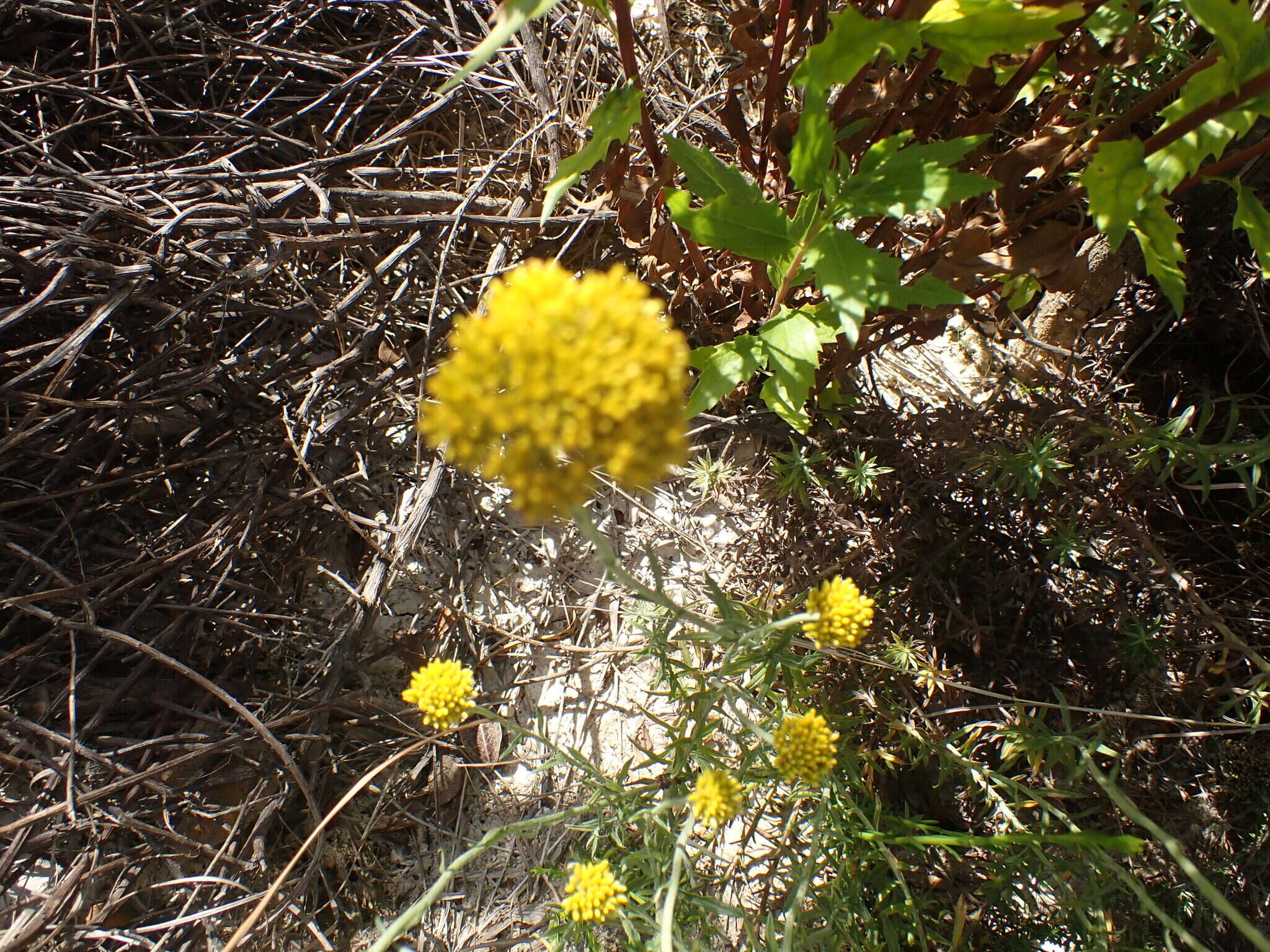 Image of Helichrysum rutilans (L.) D. Don